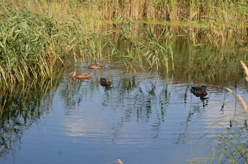 Утки в камышах на озере