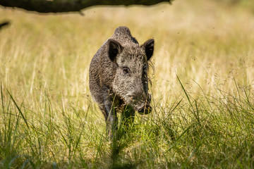 wildschwein