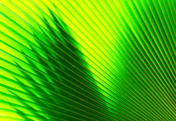 Obraz premium Texture of Green palm Leaf