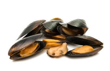 Foto auf Acrylglas Meeresfrüchte Muscheln isoliert