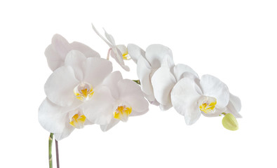 White orchid branch flower, phalaenopsis isolated on white background