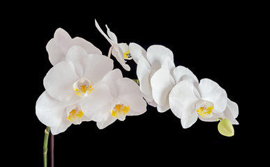 Naklejka na ściany i meble White orchid branch flower, phalaenopsis isolated