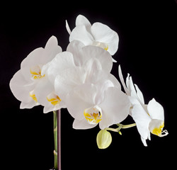 Naklejka na ściany i meble White orchid branch flower, phalaenopsis isolated on black background
