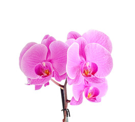 Pink orchid branch flower, phalaenopsis isolated on white background