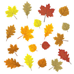 Set of colorful autumn leaves. Design elements Vector illustration. Leafs in random. White background.
