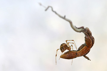 Spider feeding on a small lizard caught in its web against a white background