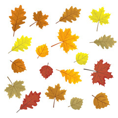 Set of colorful autumn leaves. Design elements Vector illustration. Leafs in random. White background.
