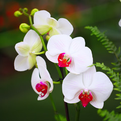 Obraz na płótnie Canvas white orchid flowers in tropical garden