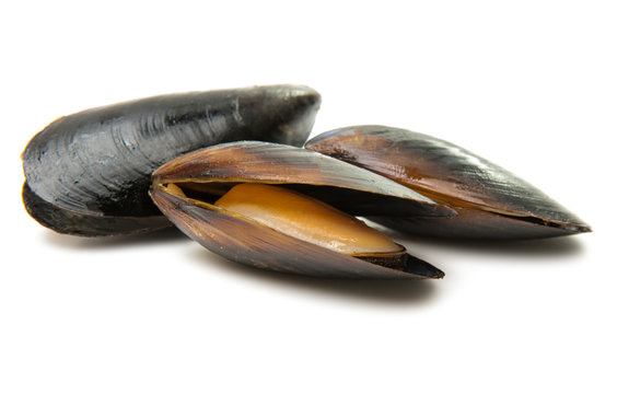 mussels isolated
