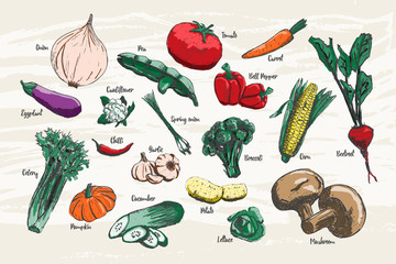 Set of vegetable hand drawn with colors and name.