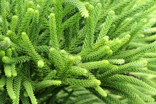 Selaginella tamariscina. green leaves of plant in Asia.