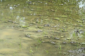 young plant growing from fertile soil