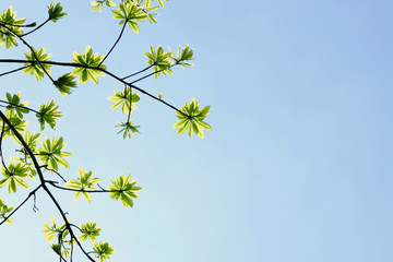 Green leaves and sky