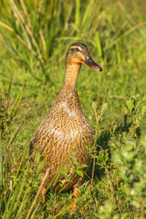 Female Mallard walking in grass with shining plumage