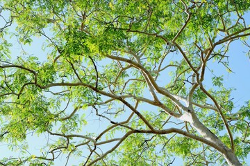 green forest background in a sunny day