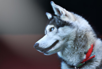 Blurred siberian husky dog closeup portrait
