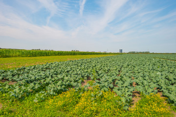 Field with vegetables in summer