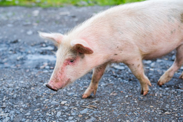 Charming young pig walks, close-up. A portrait of a pig strolling on a dirt road. The shot taken in Mestia, Svaneti (a mountain region in the Caucasus), Georgia