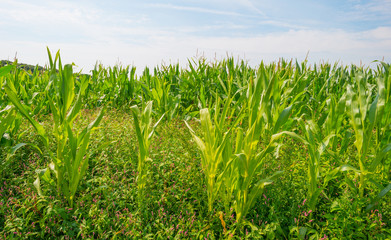 Obraz premium Field with corn in summer