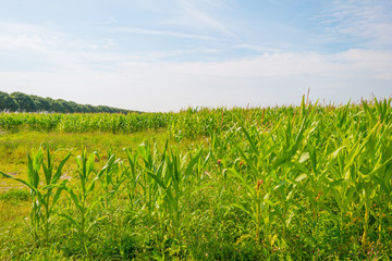 Fototapeta na wymiar Field with corn in summer