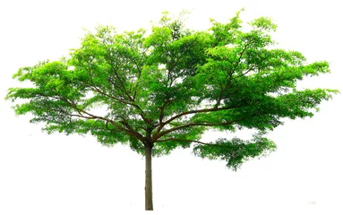 Papier Peint photo Lavable Arbres Tree isolated on white background