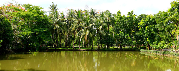 coconut trees with sunlight