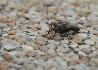 macro of big fly.