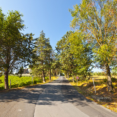 Road between Vineyards