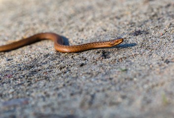 Adder (Vipera Berus) basking on sun