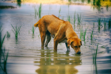 Dog drinking water