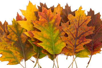 background of autumn leaves