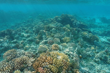 Shallow coral reef underwater sea, natural scene, Pacific ocean, Tuamotu archipelago, French Polynesia