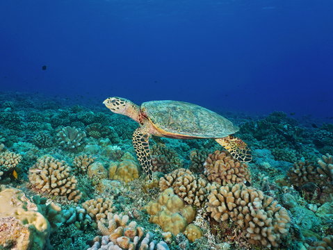 A hawksbill sea turtle, Eretmochelys imbricata, underwater on a coral reef, Pacific ocean, Tuamotu archipelago, French Polynesia