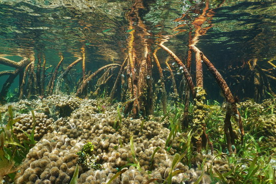 Mangrove roots underwater sea with corals and turtlegrass, Bahamas, Atlantic ocean