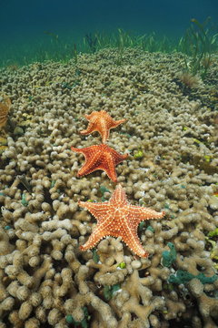 Three Cushion sea stars underwater sea on finger coral, Caribbean