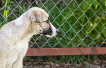 tramp puppy outdoors
