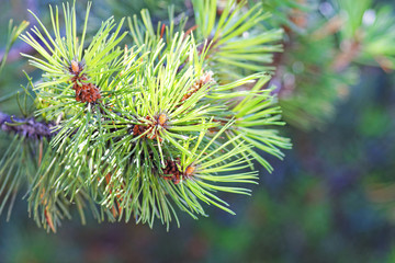Naklejka na ściany i meble Close up of cones of Siberian pine on top of tree branch. Needles of cedar. Latin scientific name: Pinus sibirica