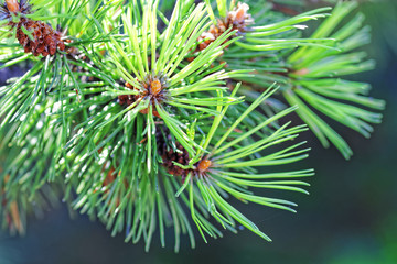 Naklejka na ściany i meble Close up of cones of Siberian pine on top of tree branch. Needles of cedar. Latin scientific name: Pinus sibirica
