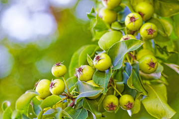 Obraz premium Green immature crabapples on a tree.