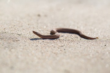 Adder (Vipera Berus) basking on sun