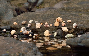 Group of shells on the sea shore