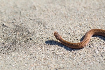 Adder (Vipera Berus) basking on sun