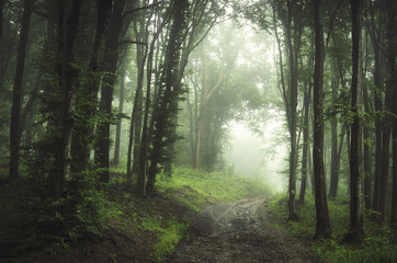 Fototapeta na wymiar forest fog road