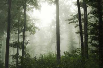 misty forest after rain