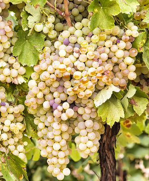 Racimos de uva y hojas de parra en vendimia