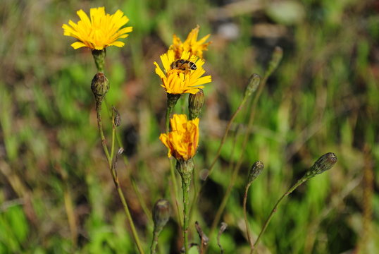 Blumenwiese-Gelbe Bl&uuml;ten