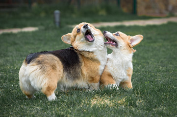 Two pembroke welsh corgi mother and daughter are playing on the