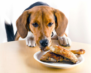 Beagle Dog eating chicken legs on table