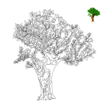 olive tree. antistress coloring page. vector illustration