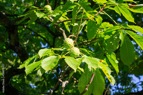 Kasztanowiec Owoce Na Gałęzi Stock Photo And Royalty Free Images